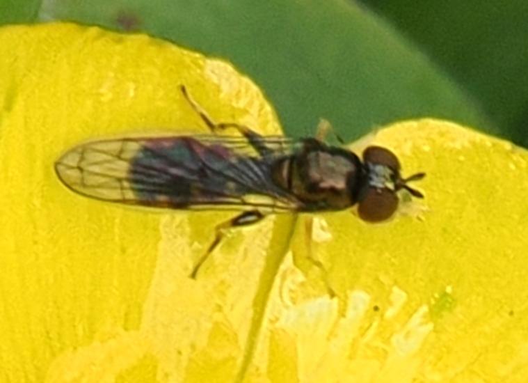 Neoascia-sp